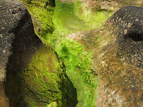 Green lichen on coastal rock wall in Australia