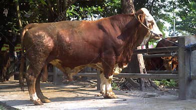 Big brown cow tied up at Animal Market