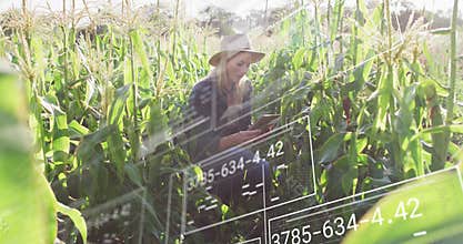 woman crouching in cornfield, using tablet, showing agriculture analytics graphs over crops