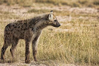 Hyena\'s beautiful closeup shot during our game drive Amboseli National Park, Kenya