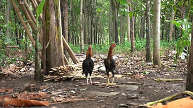 two twin male village chickens were observing the surrounding environment