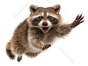 Jumping raccoon against light grey background, dynamic expression, mix of dark and lighter fur shades, bright even lighting