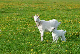 Goat with kid