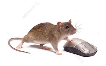 Rat and the mouse
