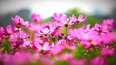 Field of pink flowers, HD 1080P