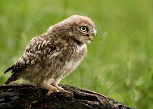 Juvenile Little Owl (Athene noctua)