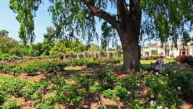 footage of a gorgeous spring landscape with colorful flowers at Huntington Library and Botanical Gardens in San Marino California