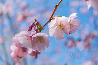 Close-up view of cherry blossoms pinkish blooms against clear blue sky, natural lighting, outdoor setting, tree limbs, no people