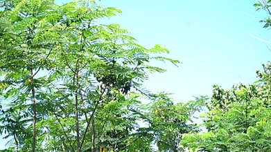 A tree with very lush green leaves
