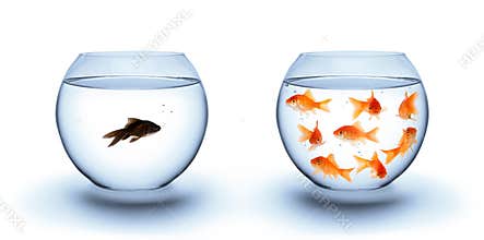 Fish in solitude - diversity concept, racism and isolation