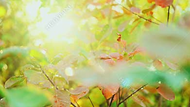 Closeup shot of wet red green yellow orange color tree leaves shiny raindrops, dew drop water. Bright natural colors