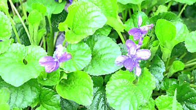 Green grass and forest violets, dew