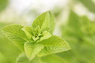Lemon or Balm Mint Closeup
