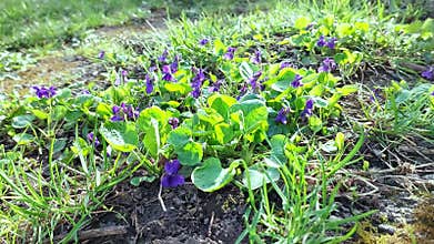 Violets in Bloom: A Glimpse of Nature's Grace