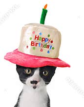 Happy Birthday kitten