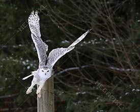 Snowy Owl Take-off