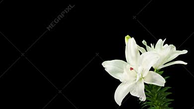 Blooming white lily flower buds ALPHA matte (Lilium Annemaries Dream)