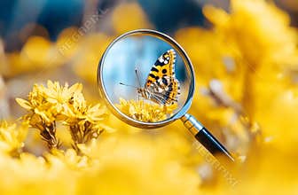 A butterfly is shown under a magnifying glass, representing an entomology concept in field study