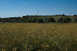 Golden wildflowers blanket a lush field under a clear blue sky near rolling hills in springtime