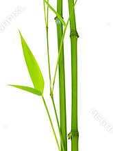 Bamboo