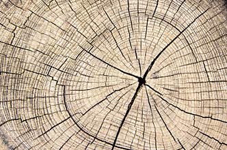Wood texture cut tree trunk