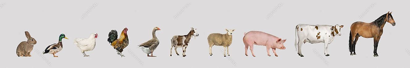 Line of farm animals including a horse, cow, pig, sheep, goat, goose, rooster, hen, duck, and rabbit