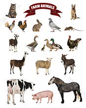 Poster of farm animals including a horse, cow, pig, sheep, goat, goose, rooster, hen, duck, and rabbit