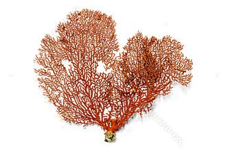 Red Gorgonian or red sea fan coral