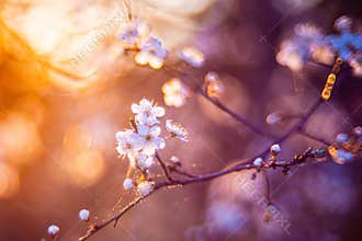 White spring blossoms glowing in golden evening light with soft bokeh