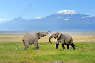 Elephant with Mount Kilimanjaro