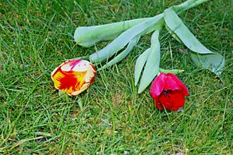 Decorated Dutch tulips in the grass, symbol of love, Mothers Day