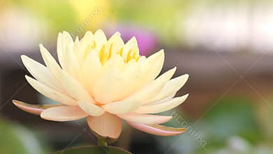 Pink yellow water lily ,lotus flower blooming,