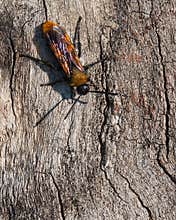 Brown Bug Walking on the Bark of an Old Tree