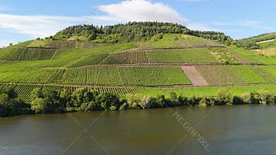 Moselle river valley, aerial view, riesling wine growing on vine, vineyard landscape and agriculture in Germany