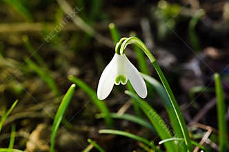 Snowdrop flower