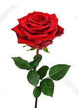 Open red rose on white
