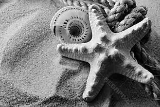 B&W seastar.