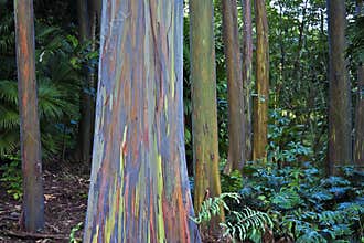 Amazing rainbow eucalyptus