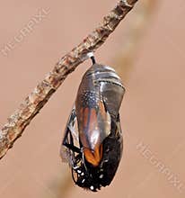 Monarch Butterfly Emerging from Chrysalis
