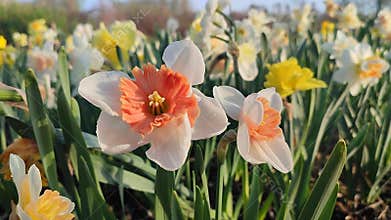 Blooming flower daffodil variety Riot drops of morning dew on petals