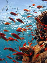 Coral Scene