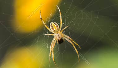 Predatory spiders