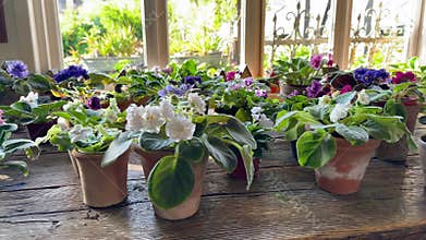 Violets pansies in botanical shop, diverse plant species for purchase. Flower market stock sale