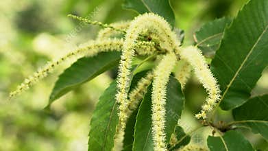 Flowering catkins of Spanish sweet chestnut on tree branch.