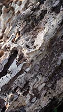 the texture of wood that has been weathered and destroyed
