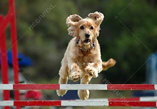 Dog jumping