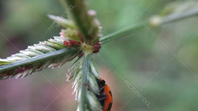 Hemiptera or ladybugs protecting their young from ant attacks at summer