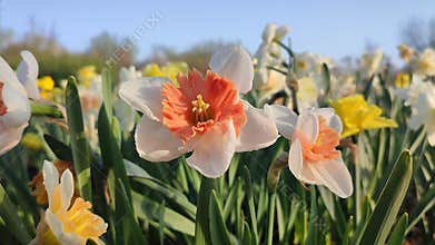 Blooming flower daffodil variety Riot drops of morning dew on petals