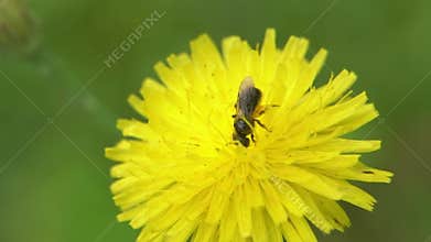 Bee Collecting Pollen on Yellow Dandelion