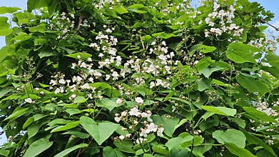 Catalpa tree laden with clusters of white, bell shaped flowers